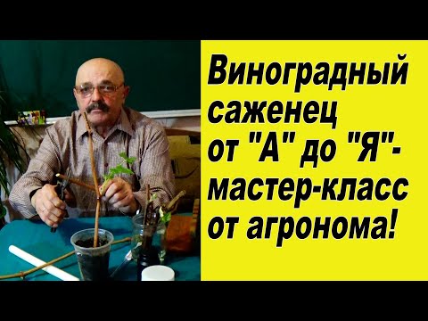 Видео: Вегетирующие саженцы винограда Ч.1., - во  всех  тонкостях!