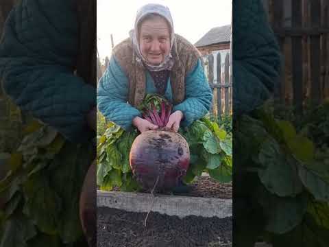 Видео: Бабушка и гигантский овощ