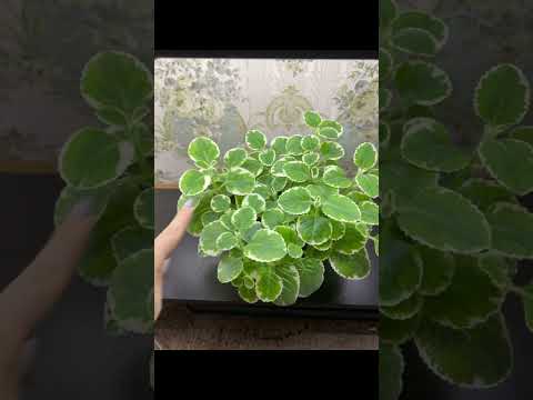 Видео: Комнатная мята формирование и уход.