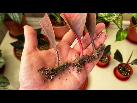 Видео: Қаламчаларни натижаси. 