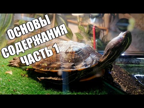 Видео: Основы содержания красноухих черепах, часть 1