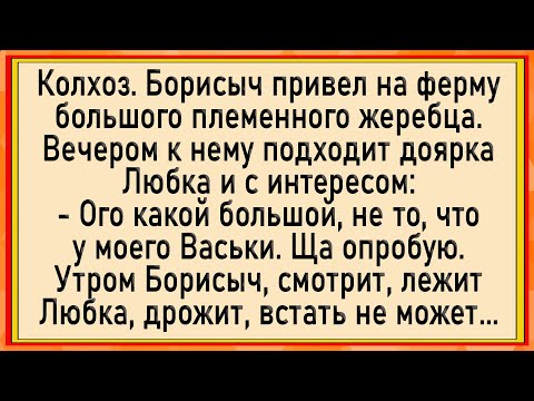 Видео: Как Любке жеребец 3асанgалил! Сборник свежих анекдотов! Юмор!