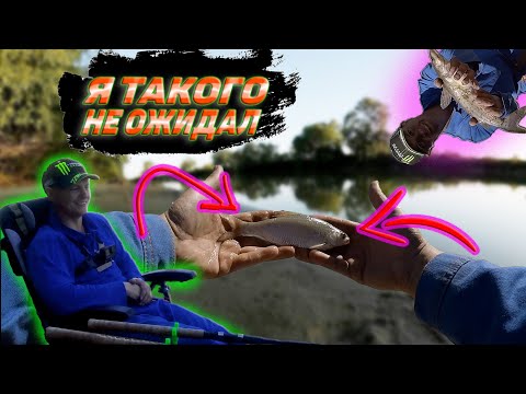 Видео: Рыбалка на Кубани. бывает и такое. #fishing #рыбалка #рыбалкакубань