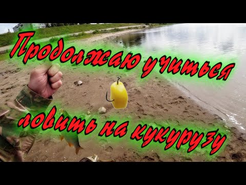Видео: Продолжаю учиться ловить на кукурузу