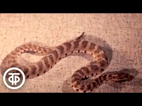 Видео: На службе здоровья. Об исследованиях по использованию змеиного яда в медицине (1976)