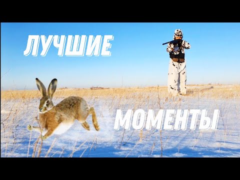 Видео: Охота на зайца! Только выстрелы
