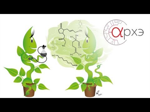 Видео: Инна Гутерман: "О чём пахнут растения"