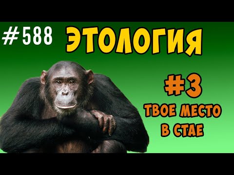 Видео: Этология. твое место в обществе
