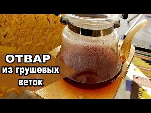 Видео: Отвар из грушевых веток | Чем он полезен?