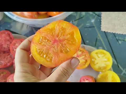 Видео: 30 июля, обзор томатов, в разрезе и по вкусу🍅