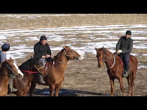 Видео: Жусансай ауылы Бексұлтанның елден бата алу көкпары 25 12 2019 1 бөлім