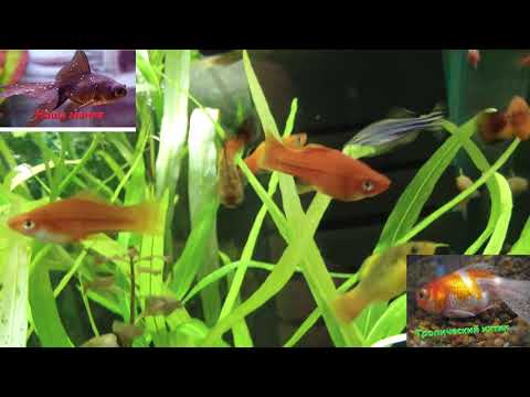 Видео: Тропический ихтиофтириоз(манка).Как боролись.Результаты.