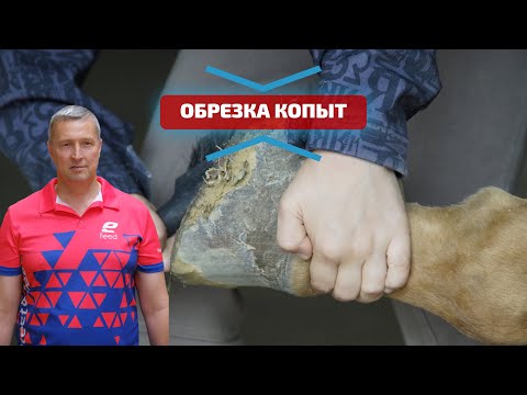 Видео: Как правильно обрезать копыта корове? Причины и профилактика хромоты, ламинита и язвы копыт у крс.