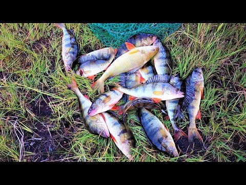 Видео: ОЗЕРО С ГОРБАЧАМИ В ЭТОТ РАЗ МЫ ПОКОРЯЛИ НА ЛОДКЕ, ПУСТЬ НЕ МНОГО НО НА ЗАКОПТИТЬ ХВАТИЛО)!