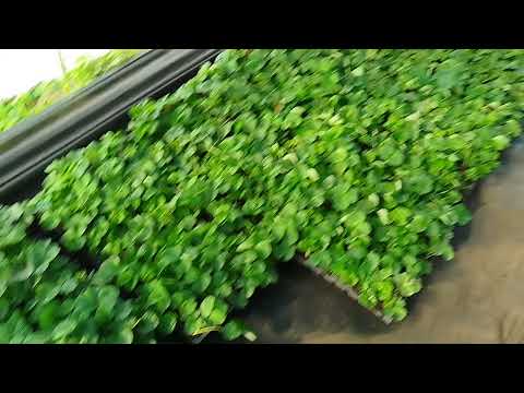 Видео: Выращивание кассетной рассады клубники