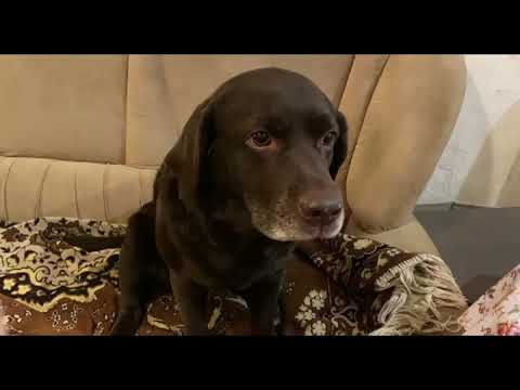 Видео: Лабрадор это любит