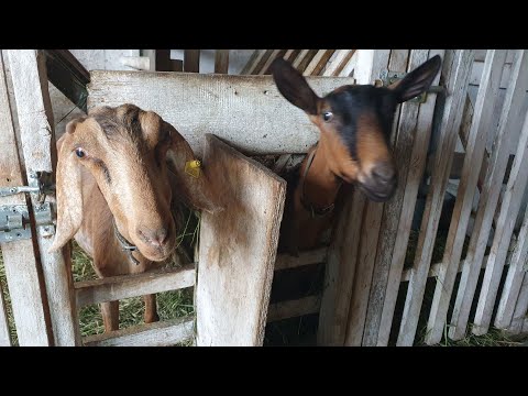 Видео: Отек или мастит? Самовыдаивание у коз // Козу укусила змея