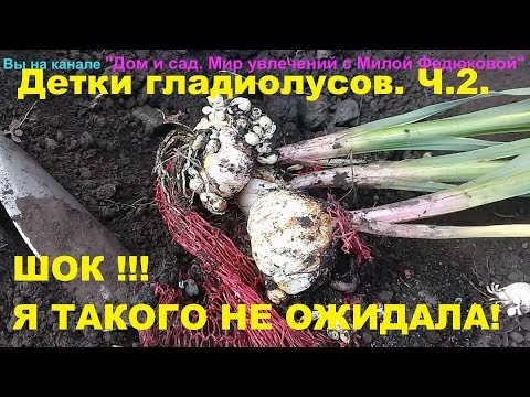 Видео: Детки гладиолусов за один сезон стали огромные.  Просто ШОК! Даже не ожидала.