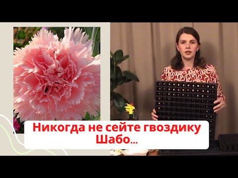 Видео: Никогда не сейте гвоздику Шабо, если не смотрели это видео!!