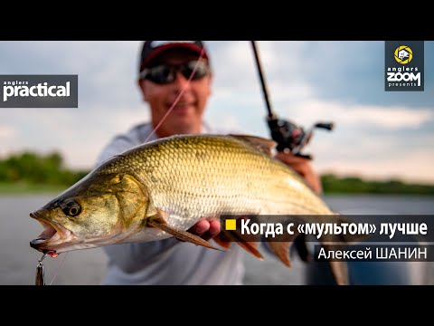 Видео: Когда с "мультом" лучше. Алексей Шанин. Anglers Practical