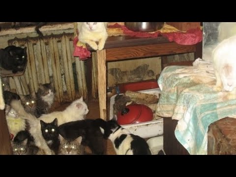 Видео: СТАРЬЕВЩИКИ: Вывозим квартиру кошатницы .