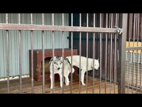 Видео: ЗСЛ СИНАЙ , хочет переплюнуть Волэнда Лешего. К волку Акеле привёз временную невесту.
