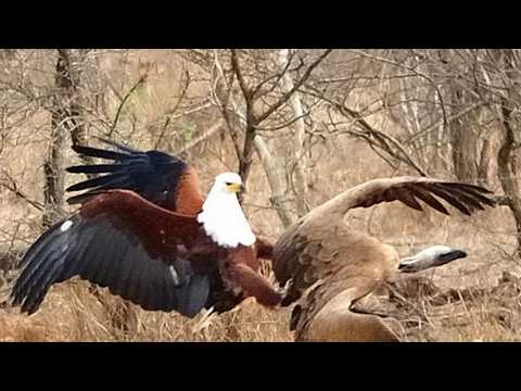 Видео: Как Африканский Орлан-Крикун побеждает ВСЕХ на реке!