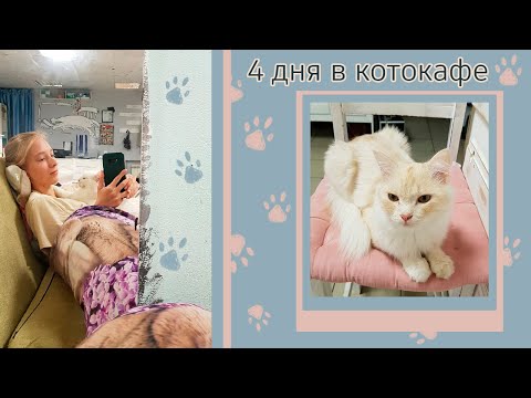 Видео: vlog о том, как я в котокафе администратором была🐈