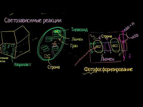 Видео: Светозависимая (световая) стадия фотосинтеза (видео 4)| Фотосинтез | Биология