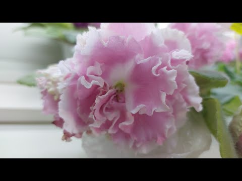 Видео: 30.06.2025./ЕСТЬ НОВИНКИ/Выставка фиалок в Доме фиалки(МК+МФ)#фиалки#выставка#