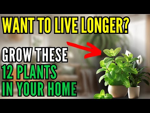Видео: 12 защитных растений для дома: отталкивают негативную энергию, сохраняют здоровье и продлевают жизнь