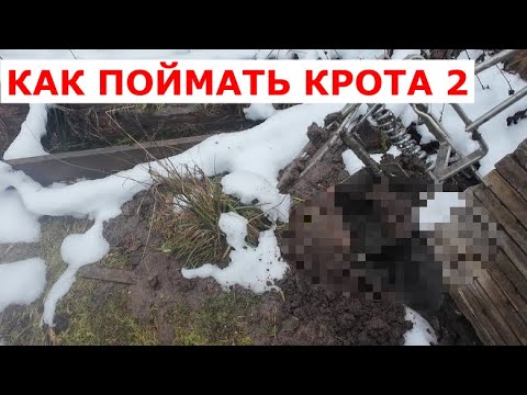 Видео: Как поймать крота? Часть 2.   18+
