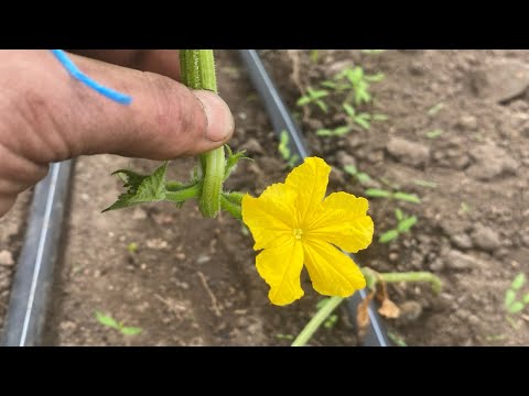 Видео: Уход за огурцами после высадки. Удаляем все лишнее.