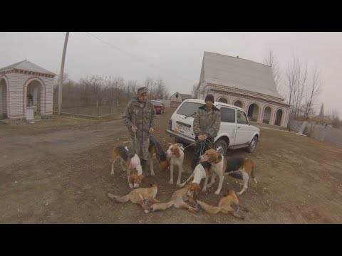 Видео: Охота с гончими на лису
