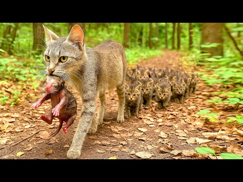Видео: Не прошло и дня после знакомства с кошкой 🐱, как она привела ко мне котят. 🐱🐈😘🥰❤❤❤❤