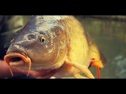 Видео: Выращивание карпа в бассейне.