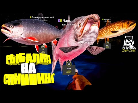 Видео: Русская рыбалка 4.🎣🦈 р. Яма 🐋🐋🐠💦 РЫБАЛКА на СПИННИНГ от LATORSO 👀