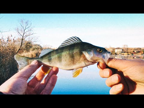 Видео: УЛЬТРАЛАЙТ ОСЕНЬЮ В НОЯБРЕ! Как поймать окуня на МИКРОДЖИГ