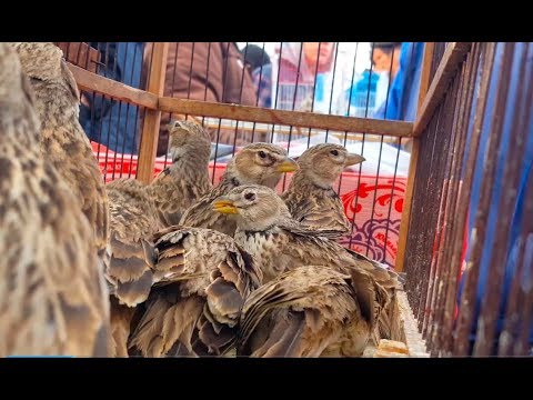 Видео: Ташкентский птичий рынок: Ёввойи қушлар - Дикие птицы 28.12.19 Tashkent bird market