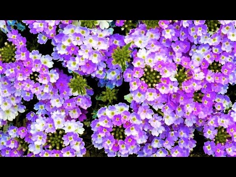 Видео: ШИКАРНЫЕ Неприхотливые ЦВЕТЫ НА ВСЕ ЛЕТО до Стойких Морозов