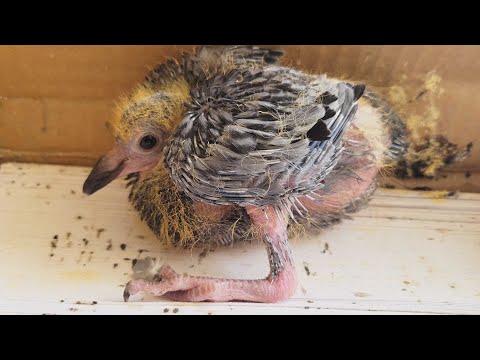 Видео: 🦜 ИСТОРИЯ ПТЕНЦА НАЙДЕННОГО НА БАЛКОНЕ!