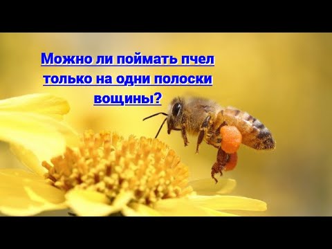 Видео: Ловля роев. Можно ли поймать пчел только на одни полоски вощины? Пчеловодство.