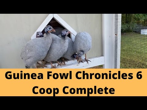 Видео: Хроники цесарок 6 Кооператив Полная версия