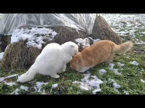 Видео: Мои котики пухнастики встречают зиму 👀⛄