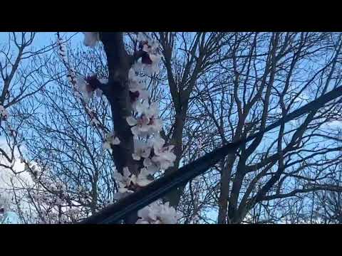Видео: Як зберегти абрикос під час цвітіння, в морозну погоду.