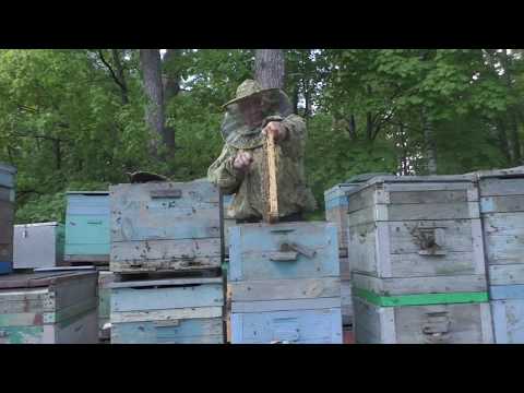 Видео: Расширение отводков. Кочевая пасека Истомина Владимира Ивановича.