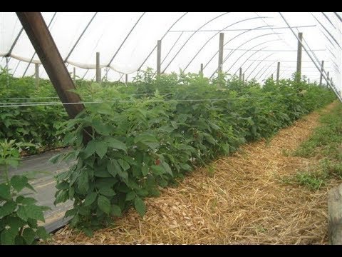 Видео: Мульчирование ежевики - мой опыт