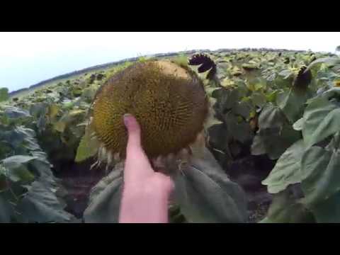 Видео: Обзор подсолнечника Неома на 10 08 2018