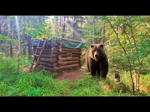 Видео: ВЕРНУЛИСЬ НА ТАЁЖНУЮ ИЗБУ СПУСТЯ МЕСЯЦ. МЕДВЕДЬ РЯДОМ. СОБИРАЕМ ГРИБЫ И ГОТОВИМ ШАШЛЫК НА КОСТРЕ!