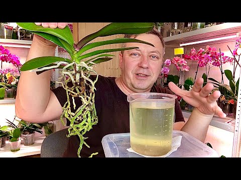 Видео: ЖИРНЫЕ КОРНИ ОРХИДЕИ - СОХРАНЯЕМ АТМОСФЕРУ, пересадка орхидеи в грунт для разного полива